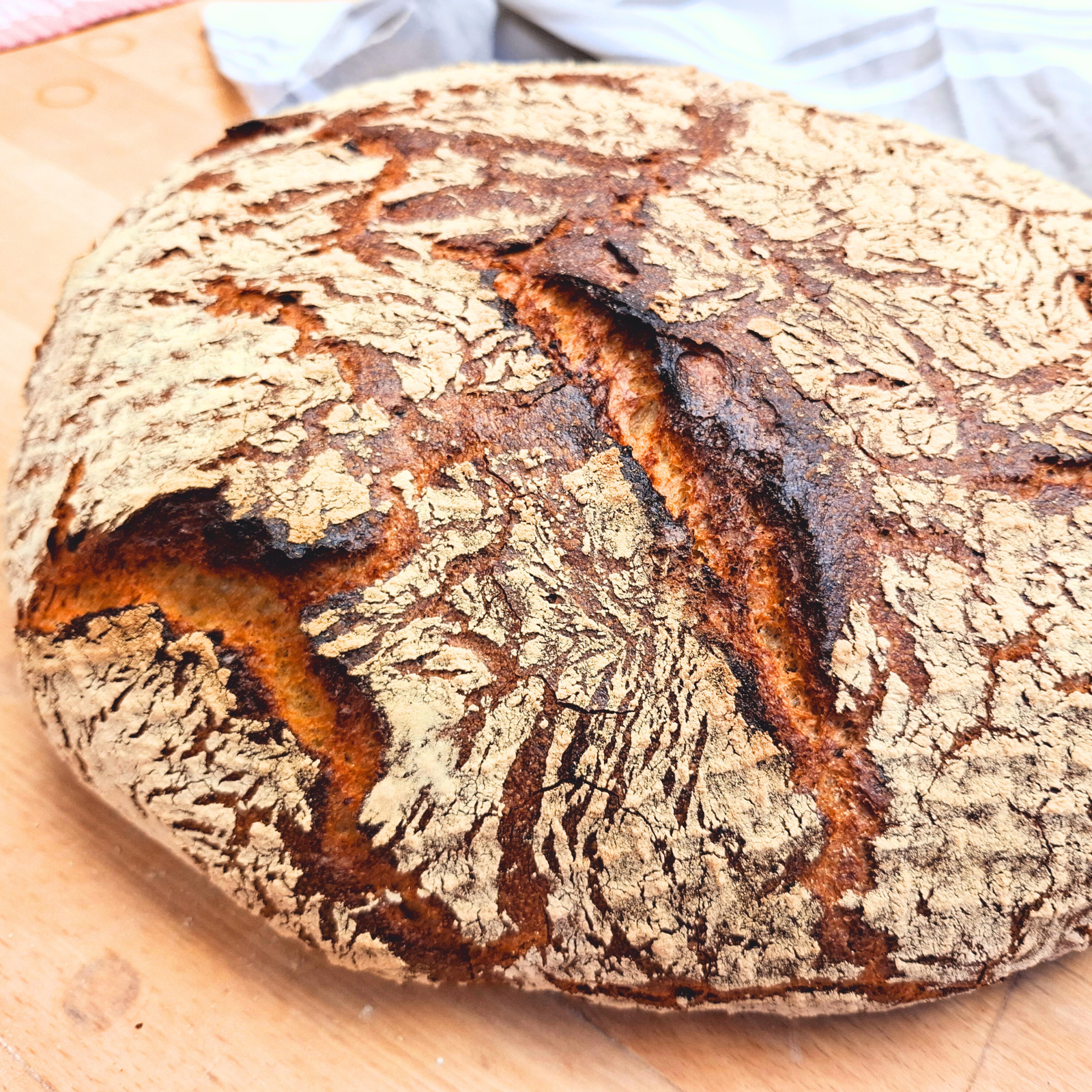 Knollenkrustenbrot - ein Sauerteigbrot, saftig mit langer Frischhaltung